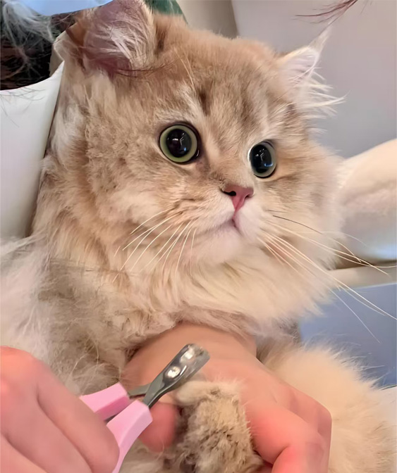 ຜະລິດຕະພັນ Grooming cat: ຮັກສາ Kitty ຂອງທ່ານໃຫ້ສະອາດແລະສະດວກສະບາຍ